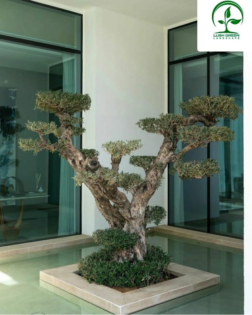 Feature tree & raised planter