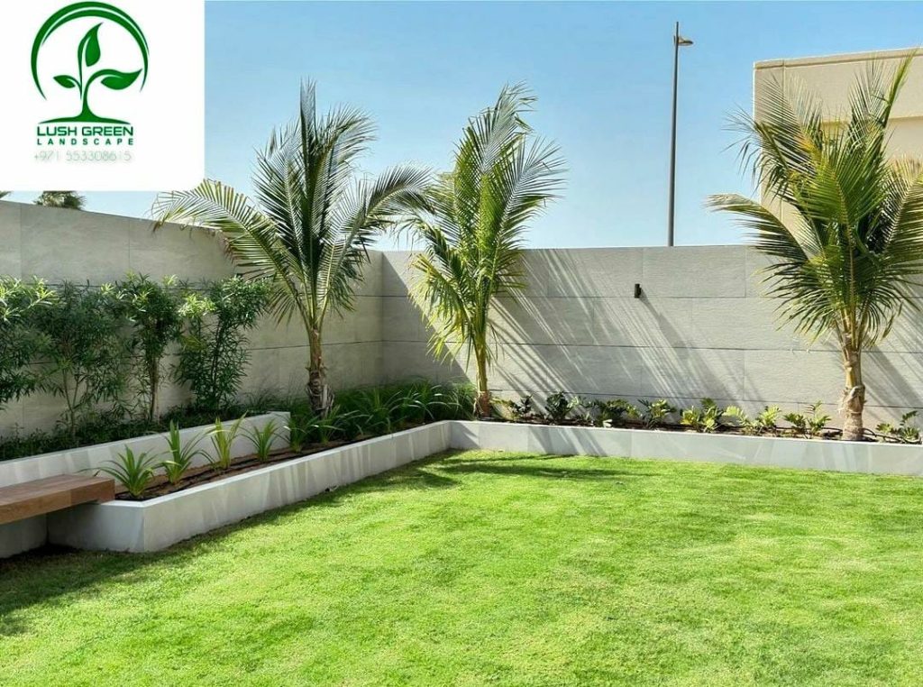 Palms & lawn